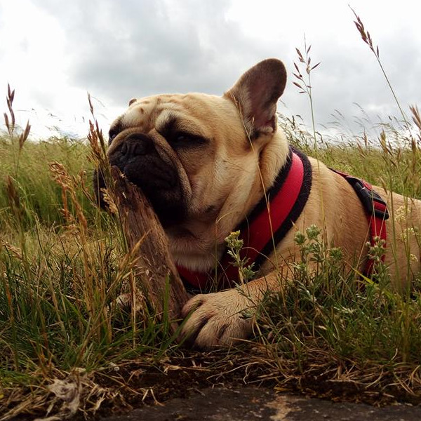Dolby von den vier Pfoten