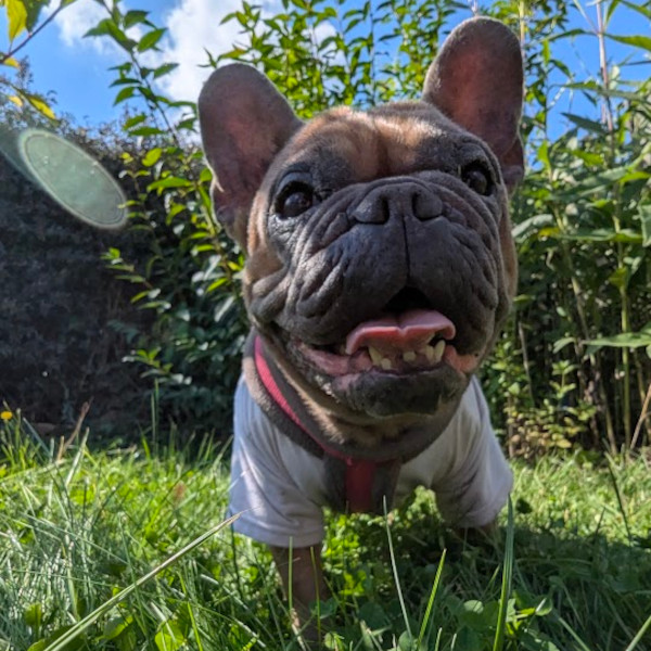 Emma Adeltraut von d. Gröbaer Höhe